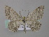  ( - BC ZSM Lep 49215)  @13 [ ] CreativeCommons - Attribution Non-Commercial Share-Alike (2010) Axel Hausmann/Bavarian State Collection of Zoology (ZSM) SNSB, Zoologische Staatssammlung Muenchen
