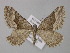  ( - BC ZSM Lep 49224)  @11 [ ] CreativeCommons - Attribution Non-Commercial Share-Alike (2010) Axel Hausmann/Bavarian State Collection of Zoology (ZSM) SNSB, Zoologische Staatssammlung Muenchen