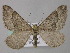  ( - BC ZSM Lep 49225)  @11 [ ] CreativeCommons - Attribution Non-Commercial Share-Alike (2010) Axel Hausmann/Bavarian State Collection of Zoology (ZSM) SNSB, Zoologische Staatssammlung Muenchen