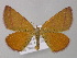  ( - BC ZSM Lep 49227)  @15 [ ] CreativeCommons - Attribution Non-Commercial Share-Alike (2010) Axel Hausmann/Bavarian State Collection of Zoology (ZSM) SNSB, Zoologische Staatssammlung Muenchen