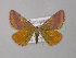  ( - BC ZSM Lep 49229)  @14 [ ] CreativeCommons - Attribution Non-Commercial Share-Alike (2010) Axel Hausmann/Bavarian State Collection of Zoology (ZSM) SNSB, Zoologische Staatssammlung Muenchen