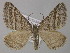  (Scotopteryx coarctaria - BC ZSM Lep 49230)  @15 [ ] CreativeCommons - Attribution Non-Commercial Share-Alike (2010) Axel Hausmann/Bavarian State Collection of Zoology (ZSM) SNSB, Zoologische Staatssammlung Muenchen