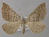  ( - BC ZSM Lep 49231)  @14 [ ] CreativeCommons - Attribution Non-Commercial Share-Alike (2010) Axel Hausmann/Bavarian State Collection of Zoology (ZSM) SNSB, Zoologische Staatssammlung Muenchen