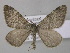  (Entephria punctipes - BC ZSM Lep 49232)  @14 [ ] CreativeCommons - Attribution Non-Commercial Share-Alike (2010) Axel Hausmann/Bavarian State Collection of Zoology (ZSM) SNSB, Zoologische Staatssammlung Muenchen