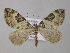  ( - BC ZSM Lep 49239)  @11 [ ] CreativeCommons - Attribution Non-Commercial Share-Alike (2010) Axel Hausmann/Bavarian State Collection of Zoology (ZSM) SNSB, Zoologische Staatssammlung Muenchen