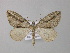  ( - BC ZSM Lep 49243)  @14 [ ] CreativeCommons - Attribution Non-Commercial Share-Alike (2010) Axel Hausmann/Bavarian State Collection of Zoology (ZSM) SNSB, Zoologische Staatssammlung Muenchen