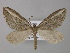  ( - BC ZSM Lep 49247)  @11 [ ] CreativeCommons - Attribution Non-Commercial Share-Alike (2010) Axel Hausmann/Bavarian State Collection of Zoology (ZSM) SNSB, Zoologische Staatssammlung Muenchen