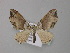  (Oulobophora internata - BC ZSM Lep 49249)  @13 [ ] CreativeCommons - Attribution Non-Commercial Share-Alike (2010) Axel Hausmann/Bavarian State Collection of Zoology (ZSM) SNSB, Zoologische Staatssammlung Muenchen