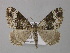  (Xanthorhoe oxybiata - BC ZSM Lep 49252)  @15 [ ] CreativeCommons - Attribution Non-Commercial Share-Alike (2010) Axel Hausmann/Bavarian State Collection of Zoology (ZSM) SNSB, Zoologische Staatssammlung Muenchen
