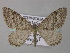  ( - BC ZSM Lep 49268)  @14 [ ] CreativeCommons - Attribution Non-Commercial Share-Alike (2010) Axel Hausmann/Bavarian State Collection of Zoology (ZSM) SNSB, Zoologische Staatssammlung Muenchen