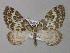  ( - BC ZSM Lep 49270)  @13 [ ] CreativeCommons - Attribution Non-Commercial Share-Alike (2010) Axel Hausmann/Bavarian State Collection of Zoology (ZSM) SNSB, Zoologische Staatssammlung Muenchen