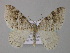  ( - BC ZSM Lep 49276)  @14 [ ] CreativeCommons - Attribution Non-Commercial Share-Alike (2010) Axel Hausmann/Bavarian State Collection of Zoology (ZSM) SNSB, Zoologische Staatssammlung Muenchen