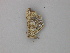 (Macaria AH02Md - BC ZSM Lep 49278)  @12 [ ] CreativeCommons - Attribution Non-Commercial Share-Alike (2010) Axel Hausmann/Bavarian State Collection of Zoology (ZSM) SNSB, Zoologische Staatssammlung Muenchen