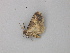  ( - BC ZSM Lep 49280)  @12 [ ] CreativeCommons - Attribution Non-Commercial Share-Alike (2010) Axel Hausmann/Bavarian State Collection of Zoology (ZSM) SNSB, Zoologische Staatssammlung Muenchen