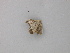  ( - BC ZSM Lep 49284)  @12 [ ] CreativeCommons - Attribution Non-Commercial Share-Alike (2010) Axel Hausmann/Bavarian State Collection of Zoology (ZSM) SNSB, Zoologische Staatssammlung Muenchen