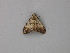  ( - BC ZSM Lep 49289)  @12 [ ] CreativeCommons - Attribution Non-Commercial Share-Alike (2010) Axel Hausmann/Bavarian State Collection of Zoology (ZSM) SNSB, Zoologische Staatssammlung Muenchen
