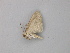  ( - BC ZSM Lep 49294)  @12 [ ] CreativeCommons - Attribution Non-Commercial Share-Alike (2010) Axel Hausmann/Bavarian State Collection of Zoology (ZSM) SNSB, Zoologische Staatssammlung Muenchen