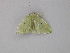  ( - BC ZSM Lep 49296)  @13 [ ] CreativeCommons - Attribution Non-Commercial Share-Alike (2010) Axel Hausmann/Bavarian State Collection of Zoology (ZSM) SNSB, Zoologische Staatssammlung Muenchen