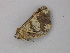  (Macaria AH01Md - BC ZSM Lep 49301)  @12 [ ] CreativeCommons - Attribution Non-Commercial Share-Alike (2010) Axel Hausmann/Bavarian State Collection of Zoology (ZSM) SNSB, Zoologische Staatssammlung Muenchen