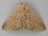  ( - BC ZSM Lep 49305)  @13 [ ] CreativeCommons - Attribution Non-Commercial Share-Alike (2010) Axel Hausmann/Bavarian State Collection of Zoology (ZSM) SNSB, Zoologische Staatssammlung Muenchen