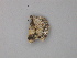  ( - BC ZSM Lep 49311)  @12 [ ] CreativeCommons - Attribution Non-Commercial Share-Alike (2010) Axel Hausmann/Bavarian State Collection of Zoology (ZSM) SNSB, Zoologische Staatssammlung Muenchen