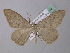  ( - BC ZSM Lep 49319)  @13 [ ] CreativeCommons - Attribution Non-Commercial Share-Alike (2010) Axel Hausmann/Bavarian State Collection of Zoology (ZSM) SNSB, Zoologische Staatssammlung Muenchen