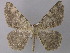  (Charissa AH02Pk - BC ZSM Lep 49321)  @13 [ ] CreativeCommons - Attribution Non-Commercial Share-Alike (2010) Axel Hausmann/Bavarian State Collection of Zoology (ZSM) SNSB, Zoologische Staatssammlung Muenchen