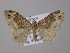  ( - BC ZSM Lep 49323)  @14 [ ] CreativeCommons - Attribution Non-Commercial Share-Alike (2010) Axel Hausmann/Bavarian State Collection of Zoology (ZSM) SNSB, Zoologische Staatssammlung Muenchen