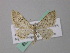  (Eupithecia AH01Pk - BC ZSM Lep 49327)  @13 [ ] CreativeCommons - Attribution Non-Commercial Share-Alike (2010) Axel Hausmann/Bavarian State Collection of Zoology (ZSM) SNSB, Zoologische Staatssammlung Muenchen