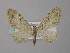  ( - BC ZSM Lep 49333)  @13 [ ] CreativeCommons - Attribution Non-Commercial Share-Alike (2010) Axel Hausmann/Bavarian State Collection of Zoology (ZSM) SNSB, Zoologische Staatssammlung Muenchen