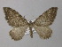  (Rheumaptera AH01Pk - BC ZSM Lep 49334)  @11 [ ] CreativeCommons - Attribution Non-Commercial Share-Alike (2010) Axel Hausmann/Bavarian State Collection of Zoology (ZSM) SNSB, Zoologische Staatssammlung Muenchen