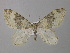  (Neotephria ramalaria - BC ZSM Lep 49336)  @14 [ ] CreativeCommons - Attribution Non-Commercial Share-Alike (2010) Axel Hausmann/Bavarian State Collection of Zoology (ZSM) SNSB, Zoologische Staatssammlung Muenchen