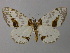  ( - BC ZSM Lep 49341)  @14 [ ] CreativeCommons - Attribution Non-Commercial Share-Alike (2010) Axel Hausmann/Bavarian State Collection of Zoology (ZSM) SNSB, Zoologische Staatssammlung Muenchen