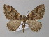  (Catarhoe rubidata - BC ZSM Lep 49352)  @14 [ ] CreativeCommons - Attribution Non-Commercial Share-Alike (2010) Axel Hausmann/Bavarian State Collection of Zoology (ZSM) SNSB, Zoologische Staatssammlung Muenchen