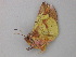  ( - BC ZSM Lep 49355)  @12 [ ] CreativeCommons - Attribution Non-Commercial Share-Alike (2010) Axel Hausmann/Bavarian State Collection of Zoology (ZSM) SNSB, Zoologische Staatssammlung Muenchen