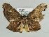  ( - BC ZSM Lep 49356)  @14 [ ] CreativeCommons - Attribution Non-Commercial Share-Alike (2010) Axel Hausmann/Bavarian State Collection of Zoology (ZSM) SNSB, Zoologische Staatssammlung Muenchen