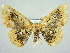  (Cyclophora albiocellaria - RCIM 0084)  @14 [ ] Copyright (2010) Iva Mihoci Croatian Natural History Museum