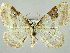  (Xanthorhoe montanata - RCIM 0096)  @15 [ ] Copyright (2010) Iva Mihoci Croatian Natural History Museum