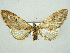  (Eupithecia ochridata - RCIM 0136)  @13 [ ] Copyright (2010) Iva Mihoci Croatian Natural History Museum