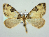  ( - RCIM 0142)  @11 [ ] Copyright (2010) Iva Mihoci Croatian Natural History Museum