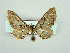  (Eupithecia ericeata - RCIM 0155)  @13 [ ] Copyright (2010) Iva Mihoci Croatian Natural History Museum