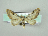  ( - RCIM 0161)  @13 [ ] Copyright (2010) Iva Mihoci Croatian Natural History Museum