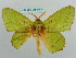  ( - BC ZSM Lep 37675)  @11 [ ] CreativeCommons - Attribution Non-Commercial Share-Alike (2010) Axel Hausmann/Bavarian State Collection of Zoology (ZSM) SNSB, Zoologische Staatssammlung Muenchen