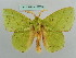  ( - BC ZSM Lep 37676)  @13 [ ] CreativeCommons - Attribution Non-Commercial Share-Alike (2010) Axel Hausmann/Bavarian State Collection of Zoology (ZSM) SNSB, Zoologische Staatssammlung Muenchen
