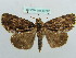  ( - BC ZSM Lep 37711)  @11 [ ] CreativeCommons - Attribution Non-Commercial Share-Alike (2010) Axel Hausmann/Bavarian State Collection of Zoology (ZSM) SNSB, Zoologische Staatssammlung Muenchen