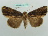  ( - BC ZSM Lep 37712)  @11 [ ] CreativeCommons - Attribution Non-Commercial Share-Alike (2010) Axel Hausmann/Bavarian State Collection of Zoology (ZSM) SNSB, Zoologische Staatssammlung Muenchen