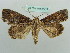  ( - BC ZSM Lep 37713)  @11 [ ] CreativeCommons - Attribution Non-Commercial Share-Alike (2010) Axel Hausmann/Bavarian State Collection of Zoology (ZSM) SNSB, Zoologische Staatssammlung Muenchen