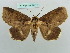  ( - BC ZSM Lep 37715)  @11 [ ] CreativeCommons - Attribution Non-Commercial Share-Alike (2010) Axel Hausmann/Bavarian State Collection of Zoology (ZSM) SNSB, Zoologische Staatssammlung Muenchen
