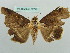  ( - BC ZSM Lep 37716)  @11 [ ] CreativeCommons - Attribution Non-Commercial Share-Alike (2010) Axel Hausmann/Bavarian State Collection of Zoology (ZSM) SNSB, Zoologische Staatssammlung Muenchen