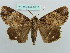  ( - BC ZSM Lep 37717)  @11 [ ] CreativeCommons - Attribution Non-Commercial Share-Alike (2010) Axel Hausmann/Bavarian State Collection of Zoology (ZSM) SNSB, Zoologische Staatssammlung Muenchen
